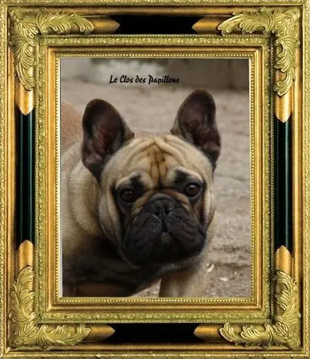 Portée de Bouledogue français, élevage Du Clos des Papillons