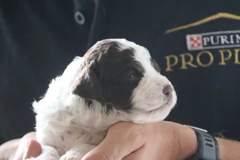 Chiot, Lagotto romagnolo, élevage Des Vallees de Galway
