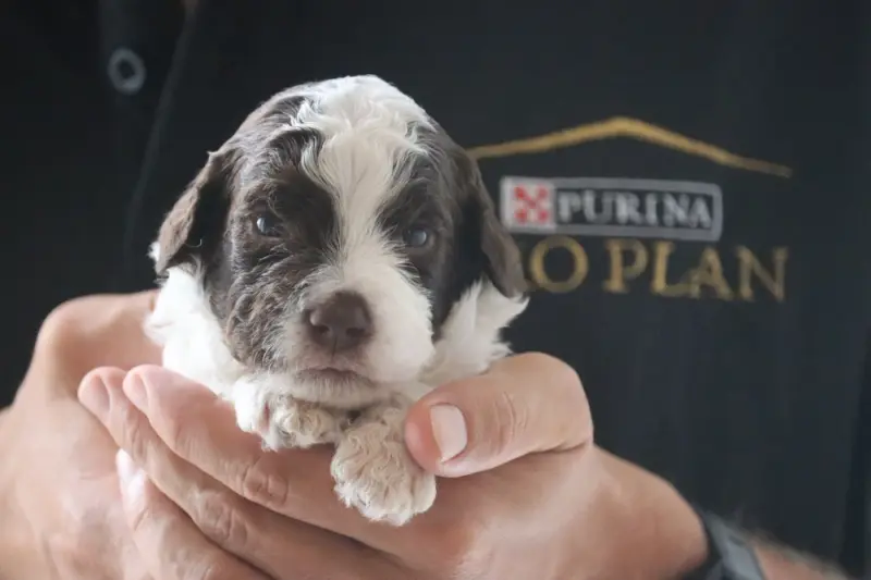 Portée de Lagotto romagnolo, élevage Des Vallees de Galway