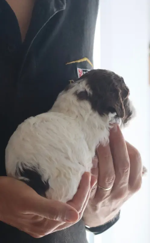 Portée de Lagotto romagnolo, élevage Des Vallees de Galway
