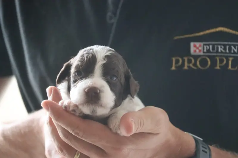 Femelle N 2, Lagotto romagnolo, élevage Des Vallees de Galway