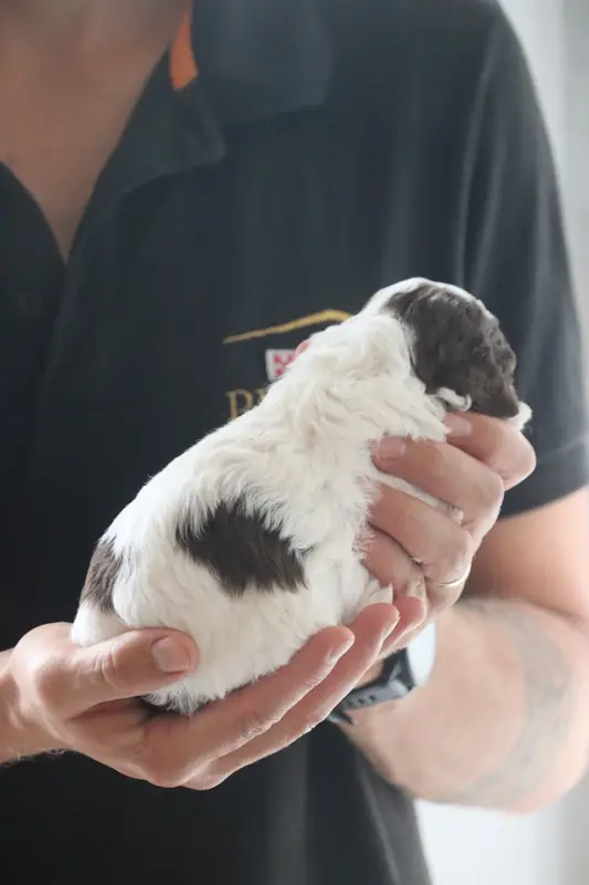 Portée de Lagotto romagnolo, élevage Des Vallees de Galway