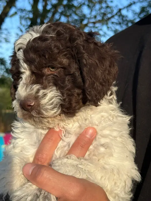 Portée de Lagotto romagnolo, élevage Des Vallees de Galway