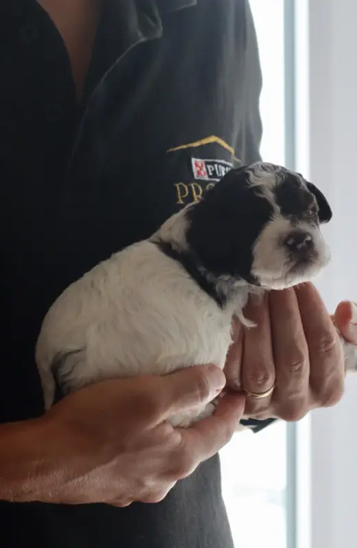 Portée de Lagotto romagnolo, élevage Des Vallees de Galway