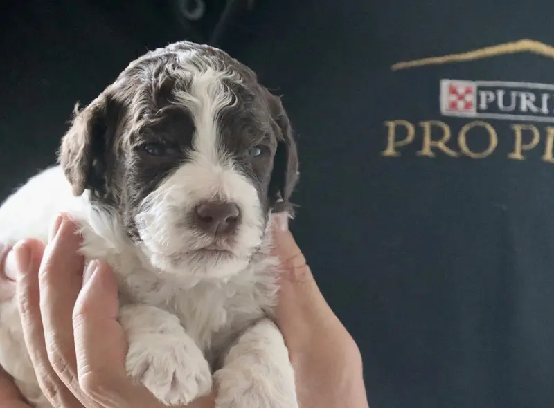 Portée de Lagotto romagnolo, élevage Des Vallees de Galway