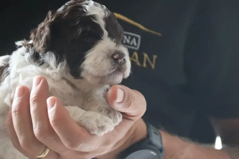 Chiot, Lagotto romagnolo, élevage Des Vallees de Galway