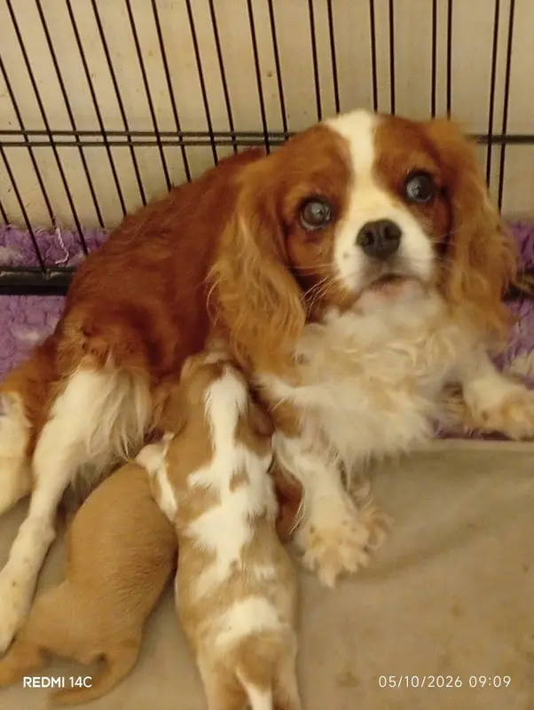 Portée de Cavalier King Charles, élevage Des Cavaliers de Saint Clou