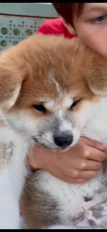 Buun go, Akita inu, élevage Sara Hana Kensha