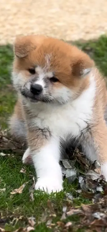 Portée de Akita inu, élevage Sara Hana Kensha
