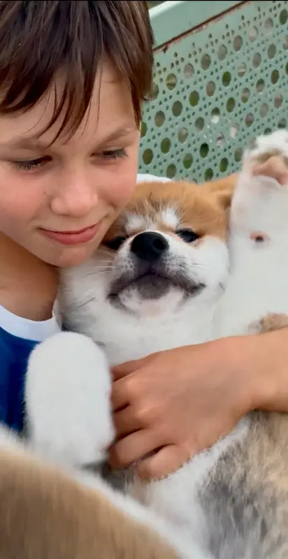 Bushi go, Akita inu, élevage Sara Hana Kensha