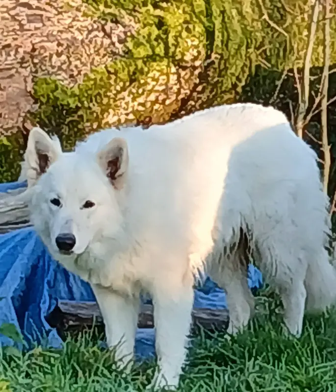 Père de la portée de Berger blanc suisse, élevage Des Chemins du Poitou
