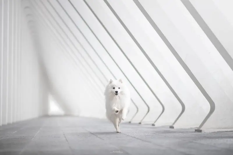 Portée de Spitz japonais, élevage De la Foret d'Innamuramentu