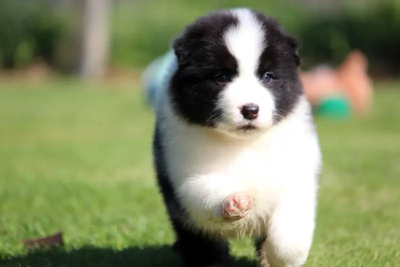 Mnt1, Berger australien, élevage Des Terres de Khairyaca