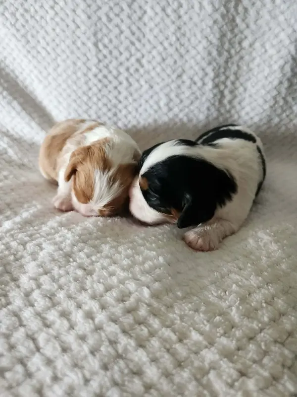 Portée de Cavalier King Charles, élevage Du Royaume de Victoria