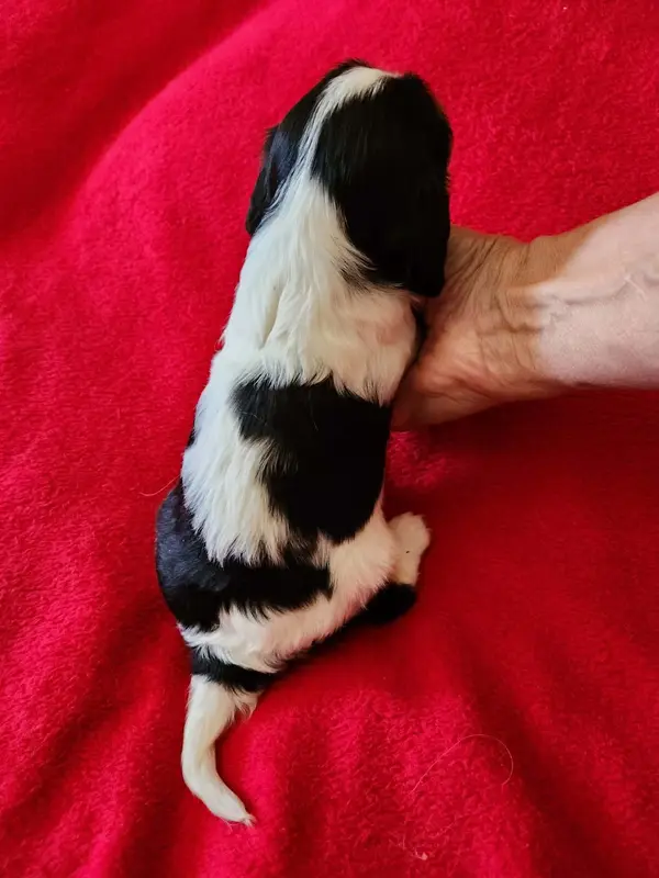 Portée de Cavalier King Charles, élevage Du Royaume de Victoria