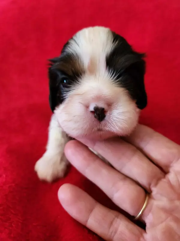 Chiot, Cavalier King Charles, élevage Du Royaume de Victoria
