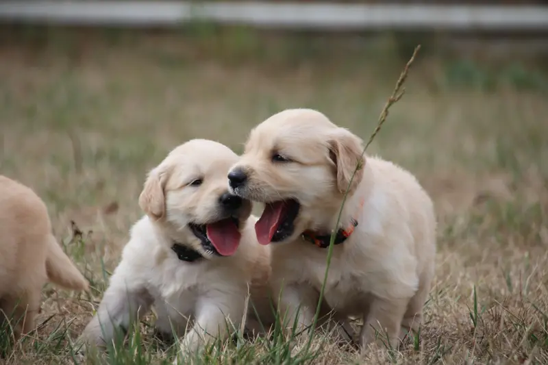 Portée de Golden retriever, élevage De la Lisardiere