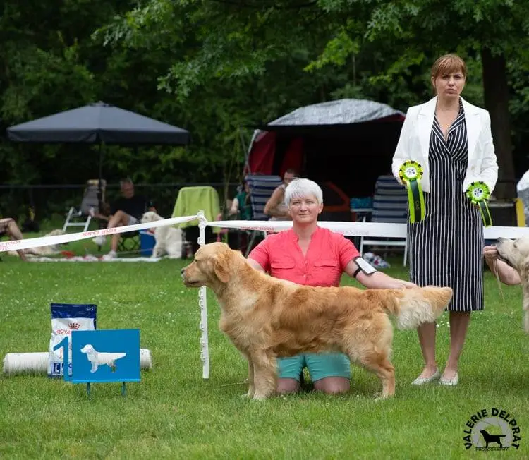 Père de la portée de Golden retriever, élevage Spirit of Moon