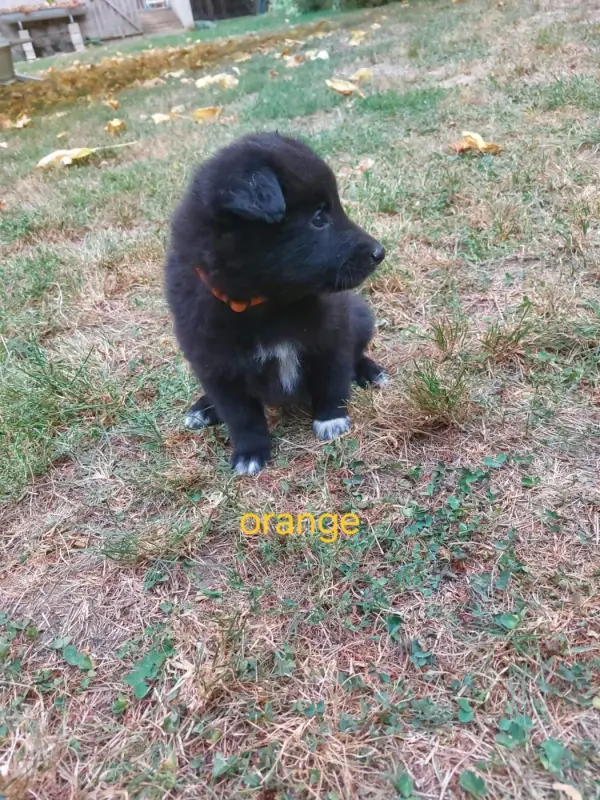 Chiot, Berger belge, élevage Du Clos du Faubourg