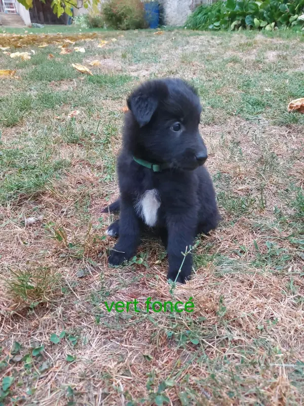 Chiot, Berger belge, élevage Du Clos du Faubourg