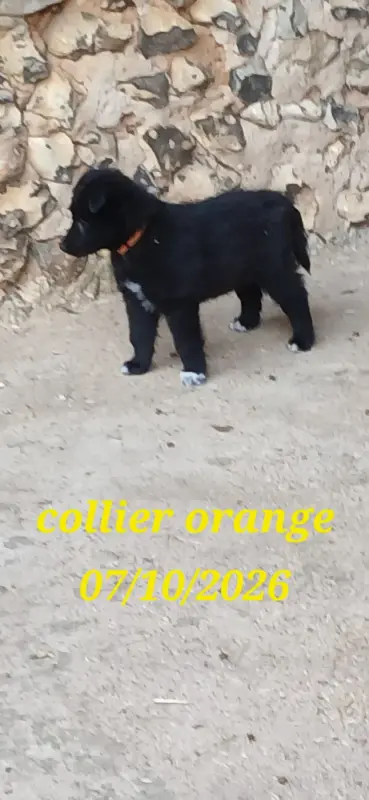 Photo de l'élevage Du Clos du Faubourg