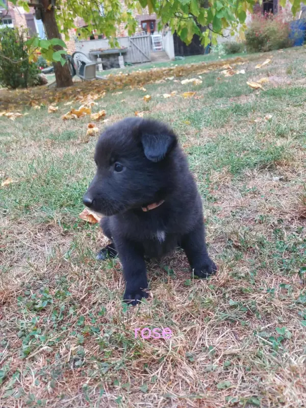 Chiot, Berger belge, élevage Du Clos du Faubourg