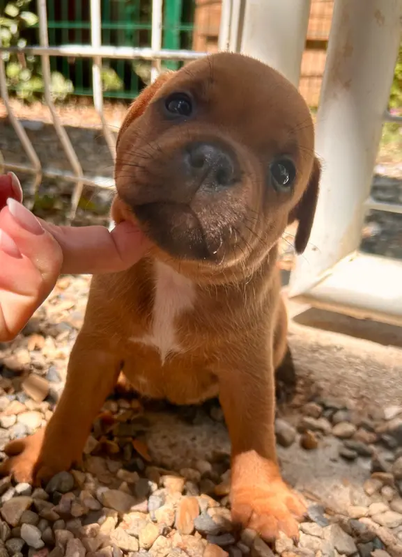 Portée de Staffordshire bull terrier, élevage Du Coeur des Terres