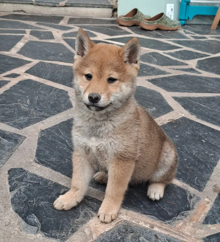 Portée de Shiba inu, élevage Of Skystaff Starbuck