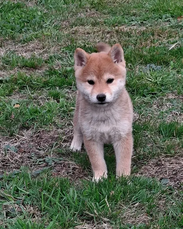 Portée de Shiba inu, élevage Of Skystaff Starbuck