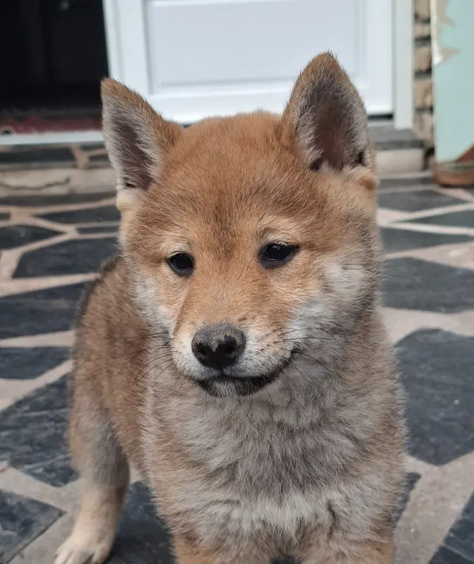 Portée de Shiba inu, élevage Of Skystaff Starbuck
