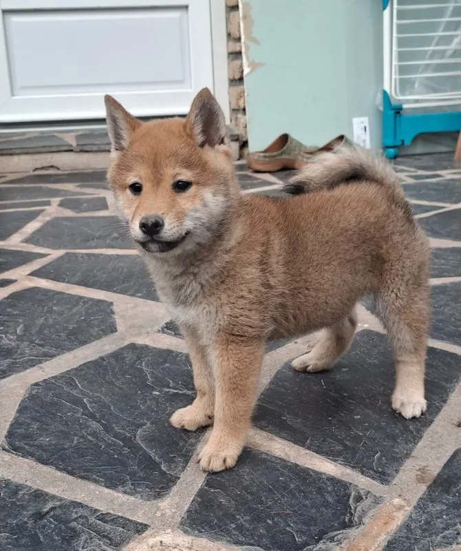 Portée de Shiba inu, élevage Of Skystaff Starbuck