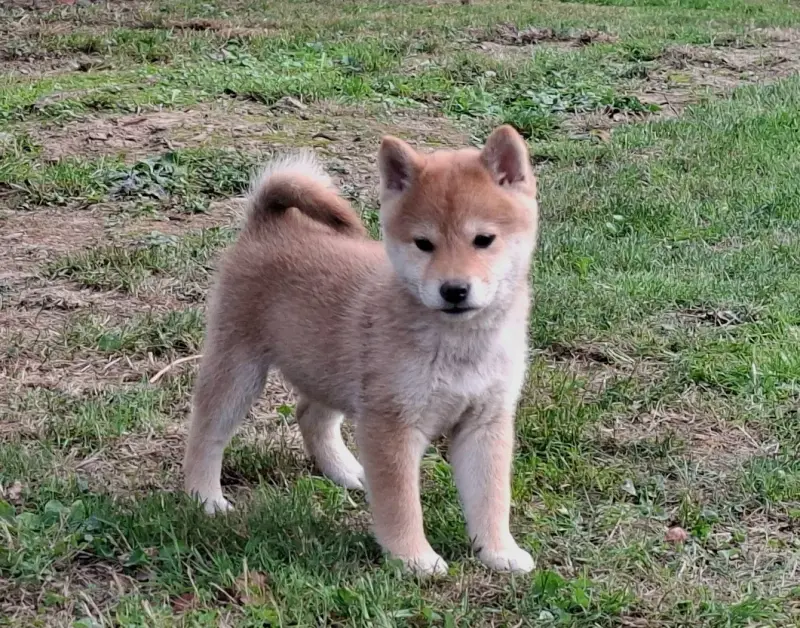 Portée de Shiba inu, élevage Of Skystaff Starbuck