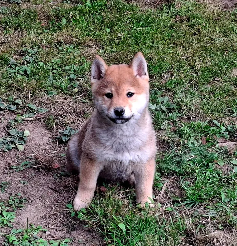 Portée de Shiba inu, élevage Of Skystaff Starbuck