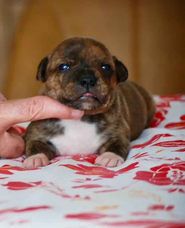 Portée de Staffordshire bull terrier, élevage Zadatis