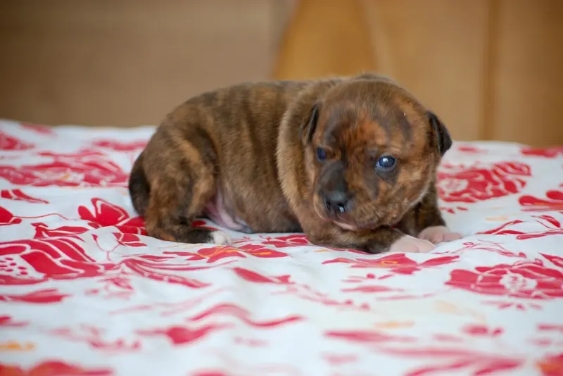 Portée de Staffordshire bull terrier, élevage Zadatis