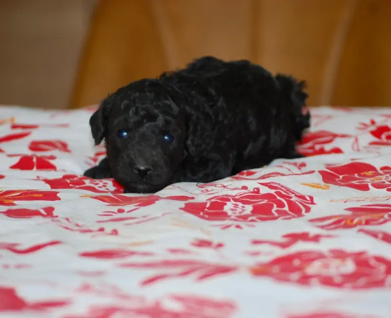 Balou, Caniche, élevage Zadatis