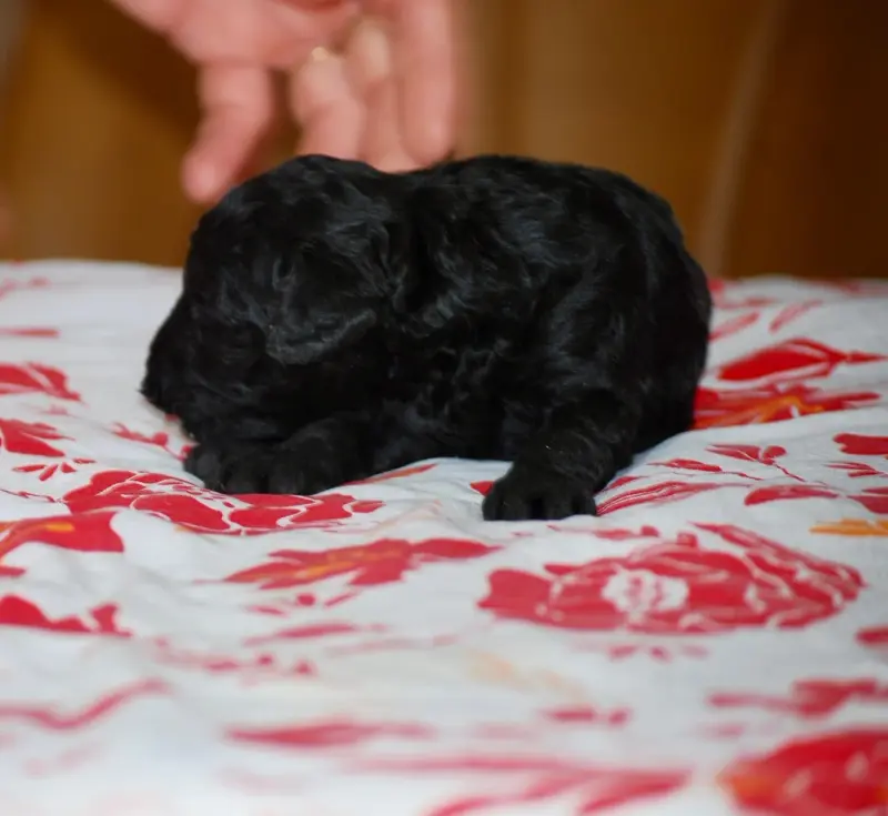 Portée de Caniche, élevage Zadatis