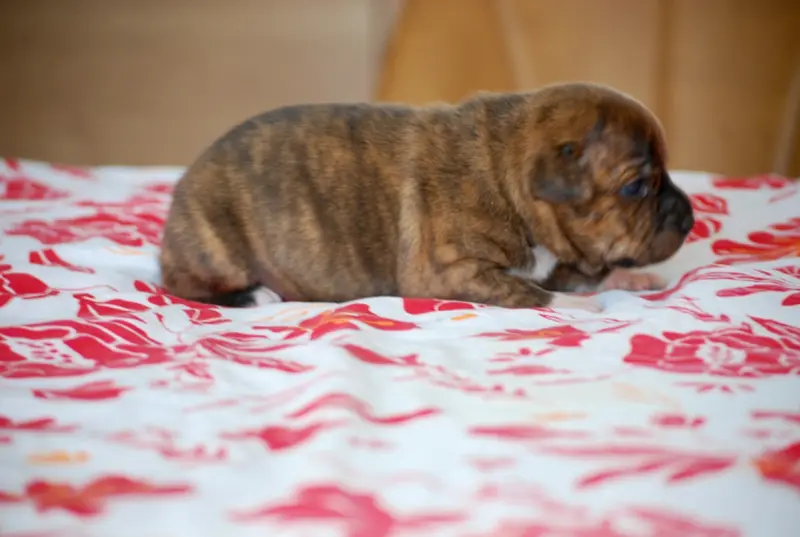 Portée de Staffordshire bull terrier, élevage Zadatis