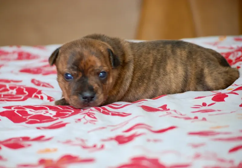 Portée de Staffordshire bull terrier, élevage Zadatis