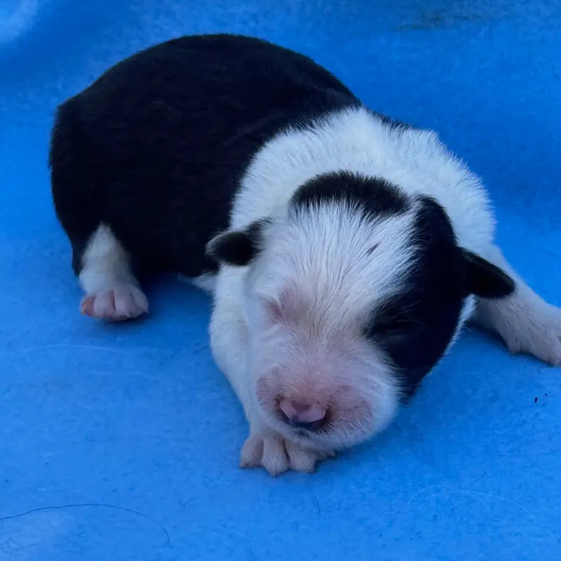 Portée de Border collie, élevage Du Pic de Nore