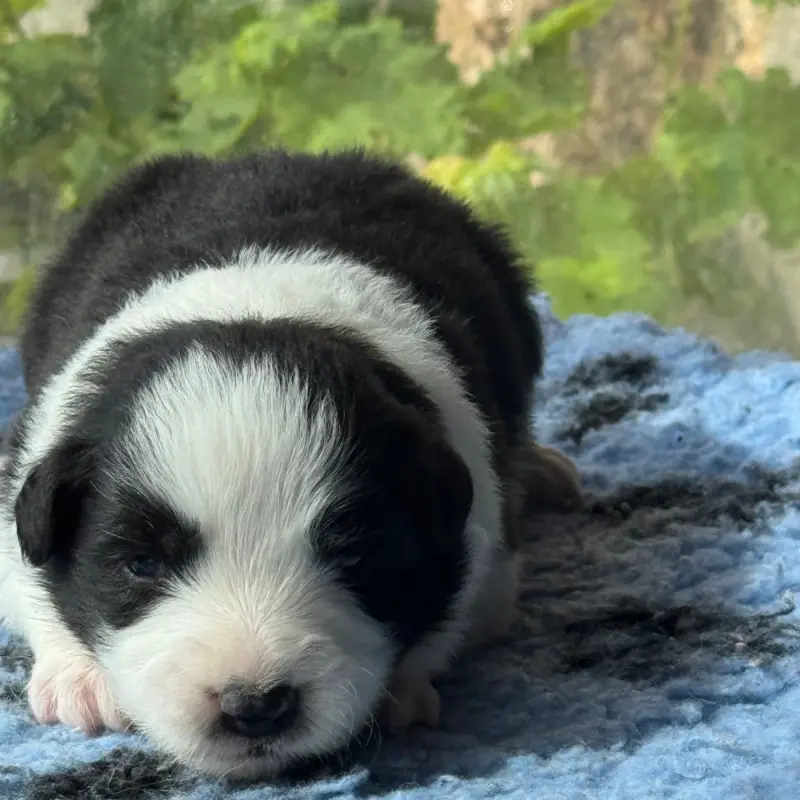 Chiot, Border collie, élevage Du Pic de Nore