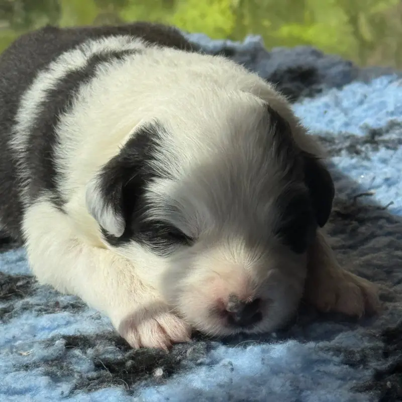 Chiot, Border collie, élevage Du Pic de Nore