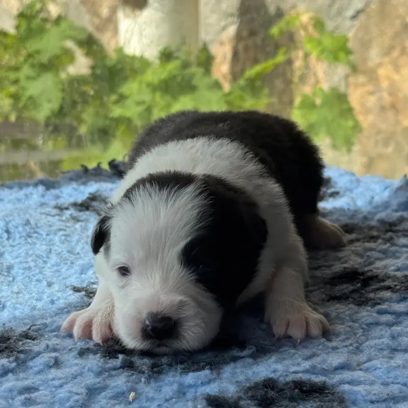 Chiot, Border collie, élevage Du Pic de Nore