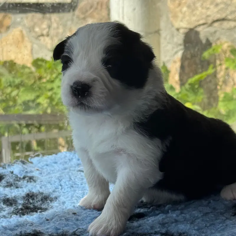 Chiot, Border collie, élevage Du Pic de Nore