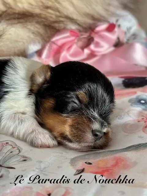 Portée de Biewer terrier, élevage Du Paradis de Nouchka