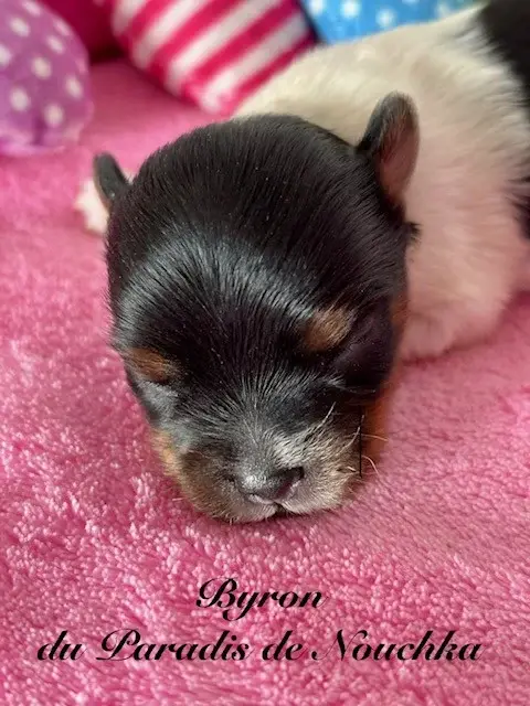 Byron, Biewer terrier, élevage Du Paradis de Nouchka