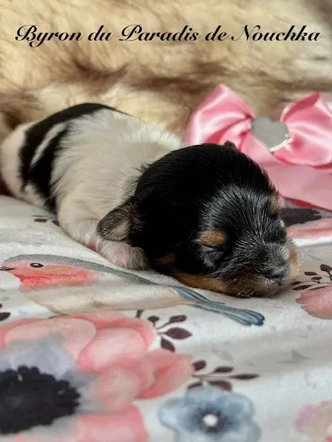 Portée de Biewer terrier, élevage Du Paradis de Nouchka