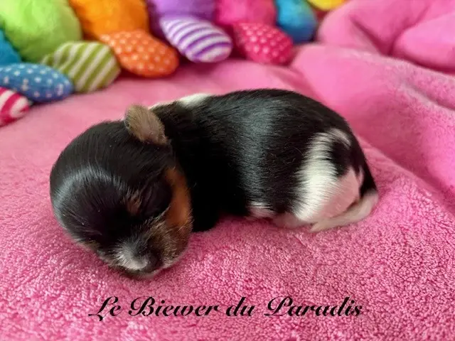 Portée de Biewer terrier, élevage Du Paradis de Nouchka