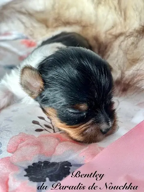 Portée de Biewer terrier, élevage Du Paradis de Nouchka