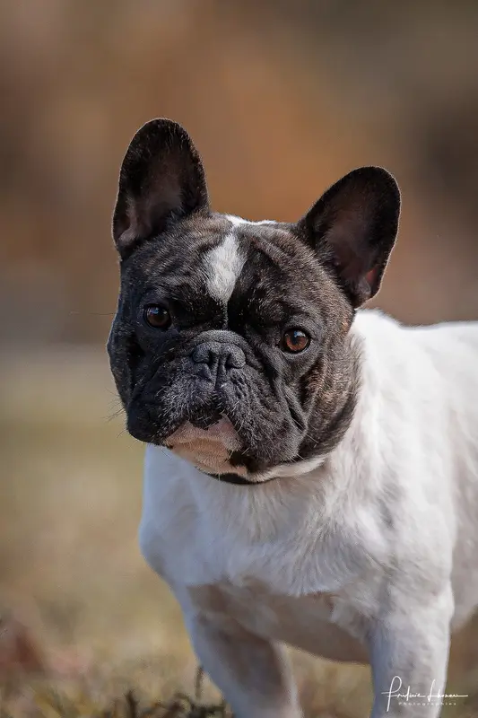 Père de la portée de Bouledogue français, élevage Des Neiges du Printemps